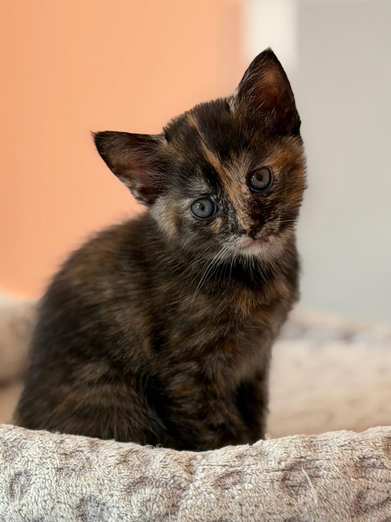 Cinnamon Twists, Adoptable, Kitten Female Domestic Short Hair.