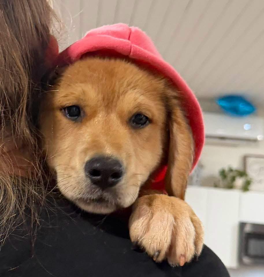 Honey Bear, an adopted Labrador Retriever in Johnston , RI image 6/6