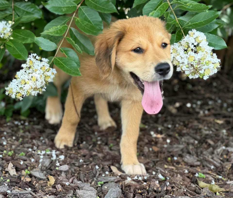 Honey Bear, an adopted Labrador Retriever in Johnston , RI image 2/6