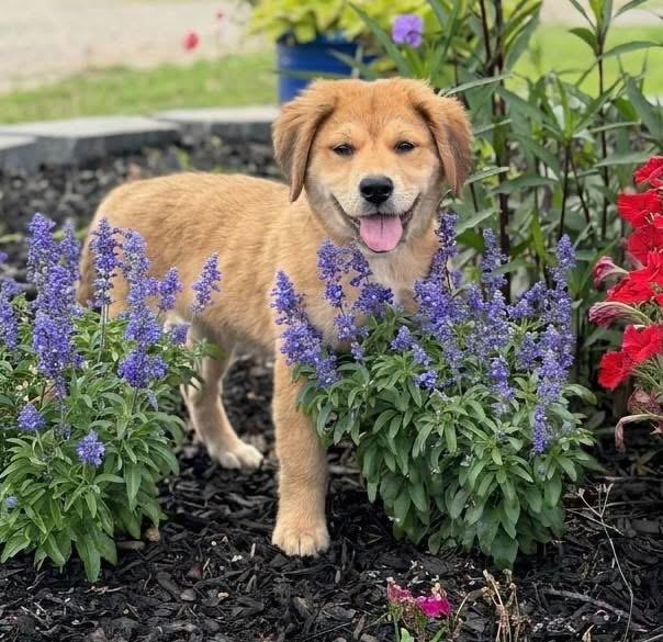 Honey Bear, adopted, Puppy Female Labrador Retriever.