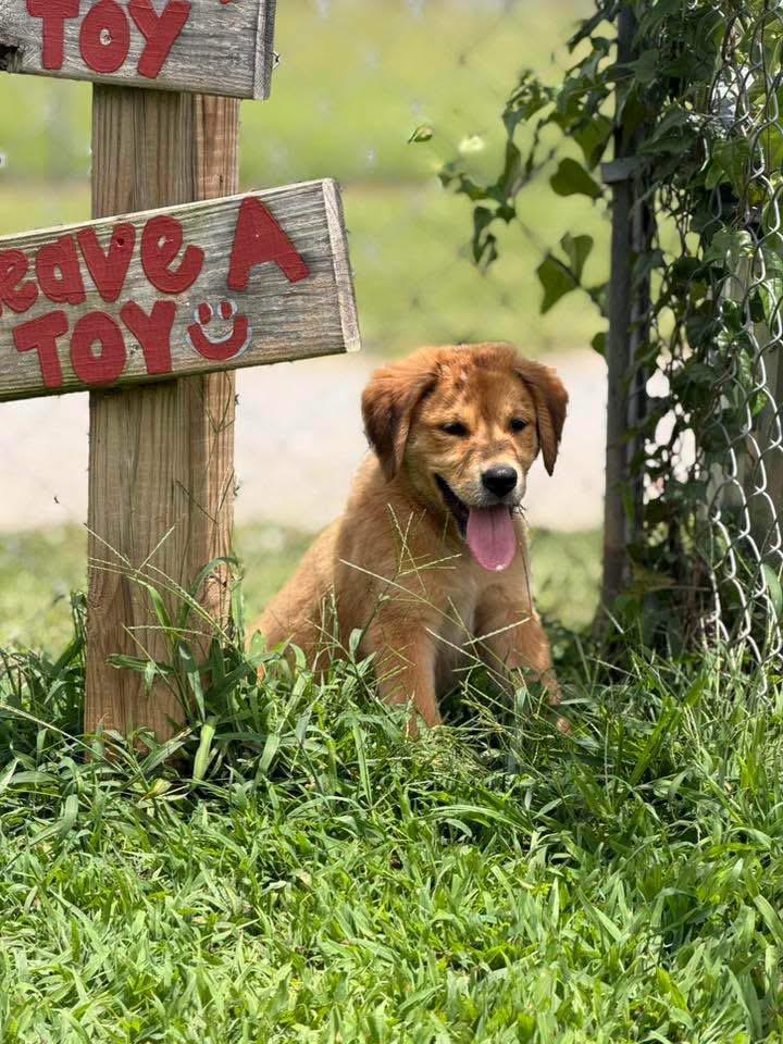 Honey Bear, an adopted Labrador Retriever in Johnston , RI image 4/6