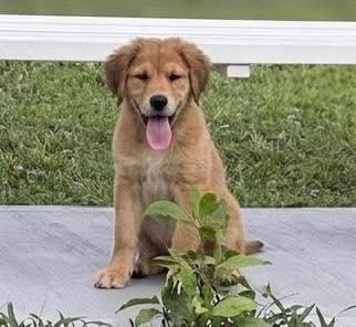 Honey Bear, an adopted Labrador Retriever in Johnston , RI image 5/6