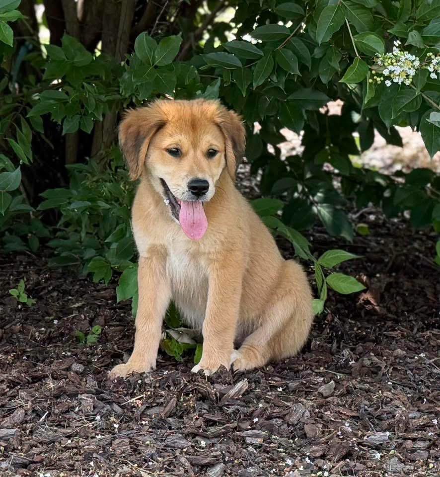 Honey Bear, an adopted Labrador Retriever in Johnston , RI image 3/6