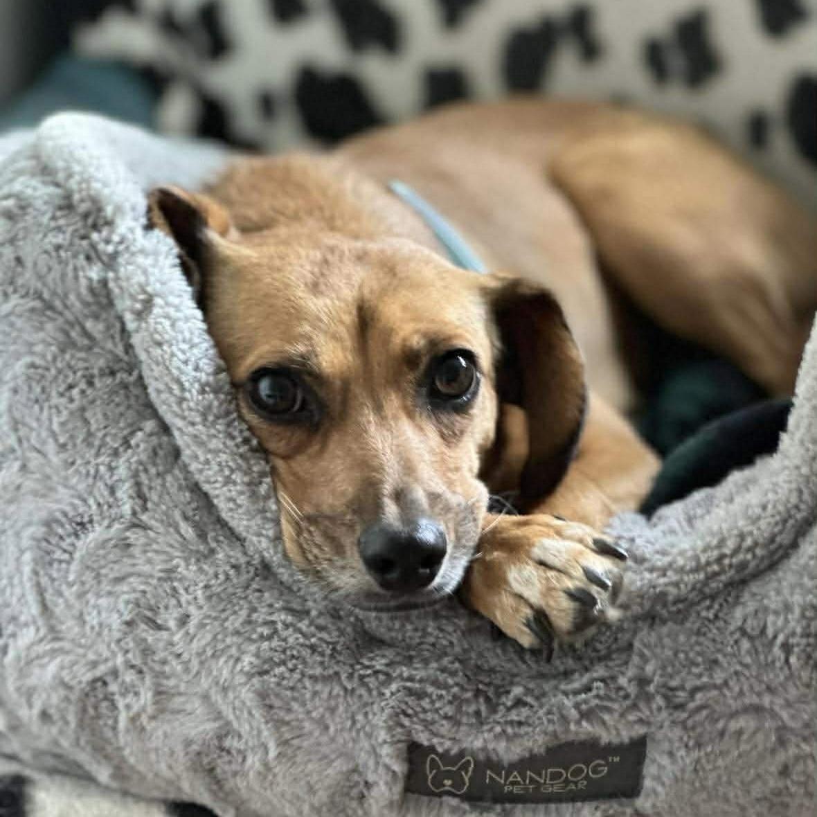 Tomasa, a Adoptable mixed breed in Burlington, ON image 4/6