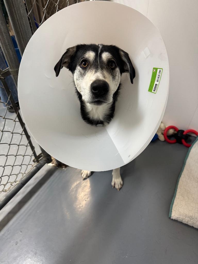 Enlarge Betty Boop, a Adoptable mixed breed in Winnipeg, MB image 1/4