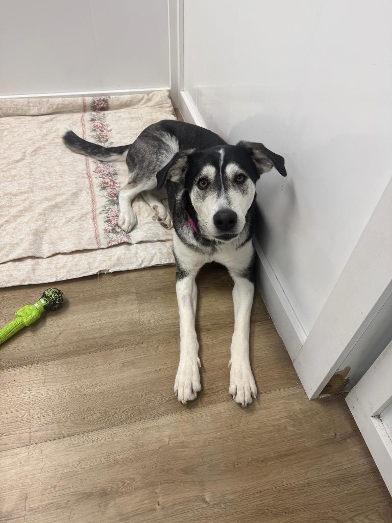 Enlarge Betty Boop, a Adoptable mixed breed in Winnipeg, MB image 2/4