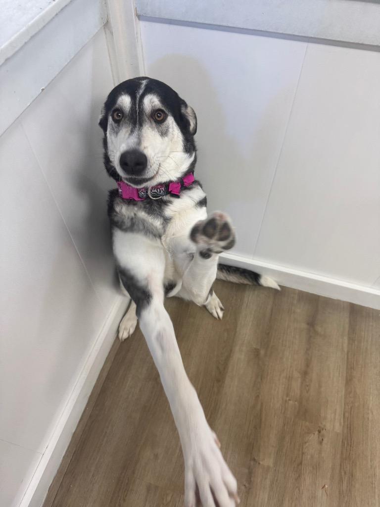 Enlarge Betty Boop, a Adoptable mixed breed in Winnipeg, MB image 3/4