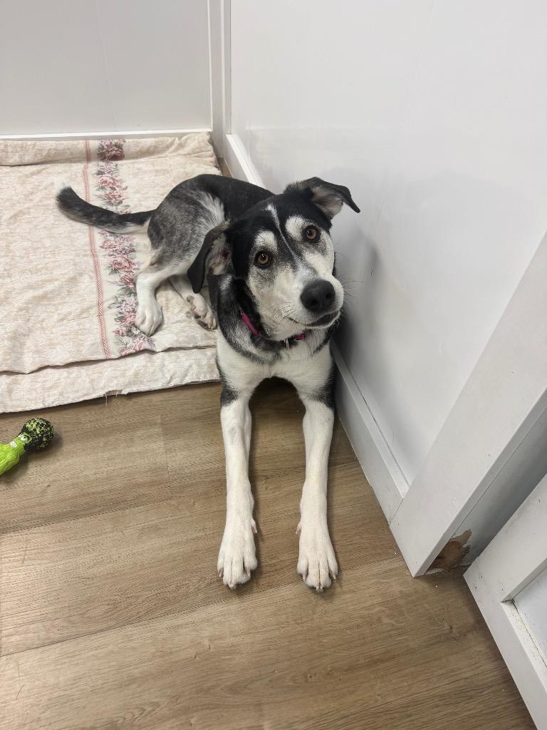 Enlarge Betty Boop, a Adoptable mixed breed in Winnipeg, MB image 4/4