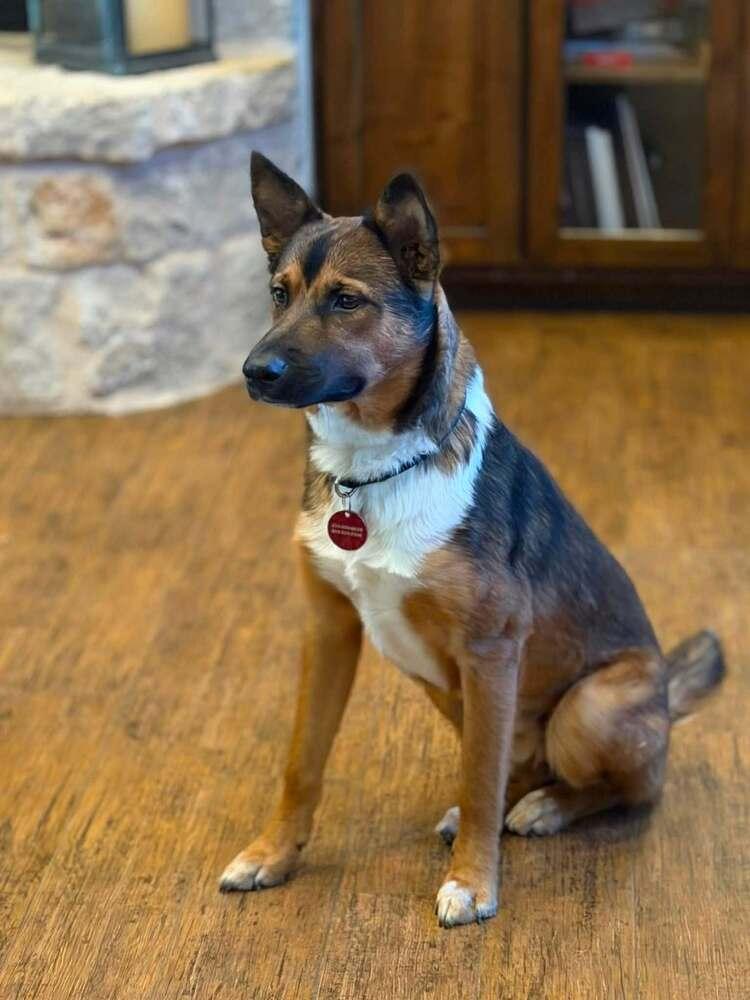 26-022 Wesley, Adoptable, Puppy Male Australian Cattle Dog / Blue Heeler & Shepherd.
