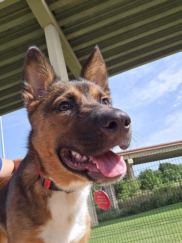 Enlarge 26-022 Wesley, a Adoptable mixed breed in Richardson, TX image 4/6