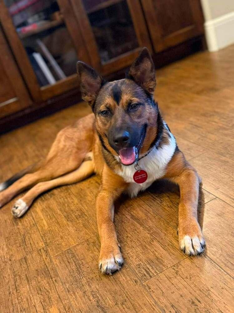 Enlarge 26-022 Wesley, a Adoptable mixed breed in Richardson, TX image 5/6