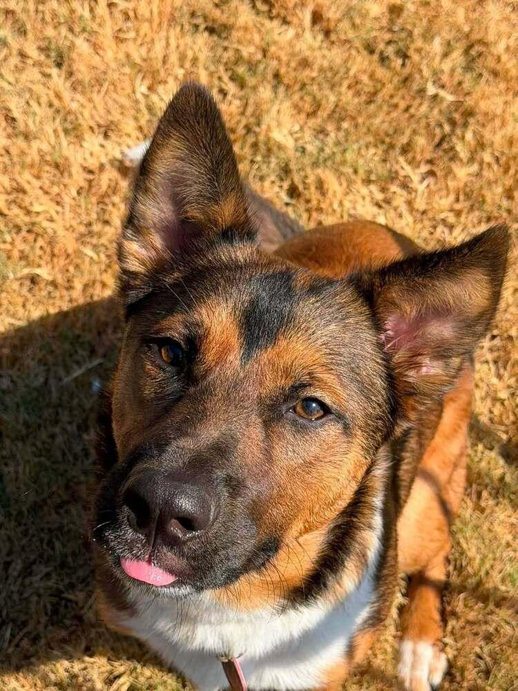 Enlarge 26-022 Wesley, a Adoptable mixed breed in Richardson, TX image 6/6