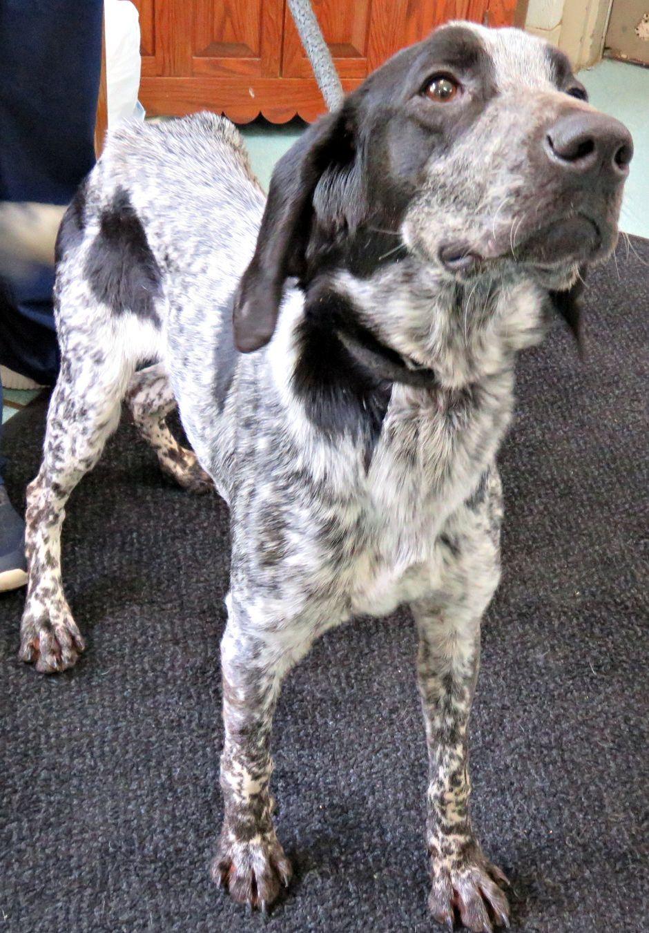 Creek, a ADOPTABLE Bluetick Coonhound in Lexington, VA image 2/2