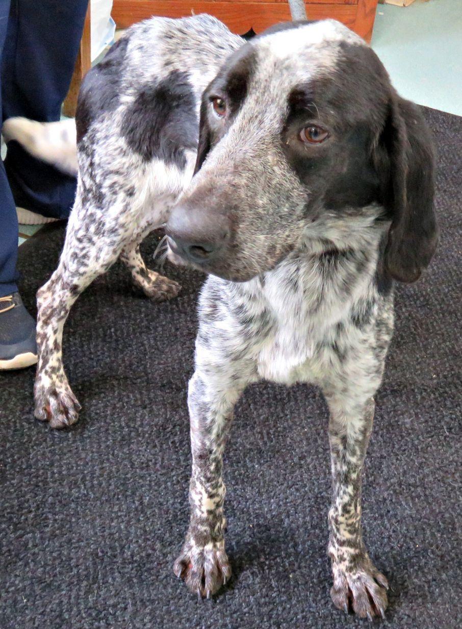 Creek, a ADOPTABLE Bluetick Coonhound in Lexington, VA image 1/2
