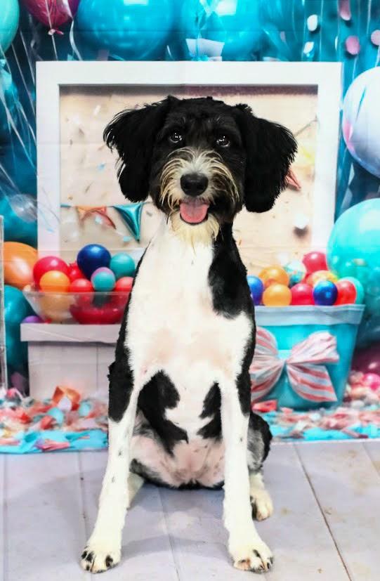 Malibu, an adoptable Aussiedoodle in Mclean, IL, 61754 | Photo Image 1