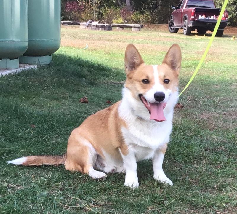 Buddy, an adoptable Corgi in Bancroft, ON, K0L 1C0 | Photo Image 2