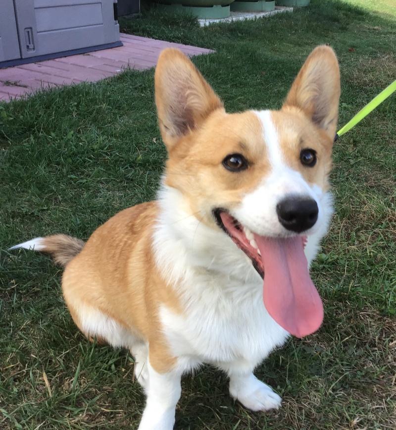 Buddy, an adoptable Corgi in Bancroft, ON, K0L 1C0 | Photo Image 3