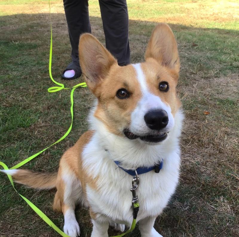 Buddy, an adoptable Corgi in Bancroft, ON, K0L 1C0 | Photo Image 4