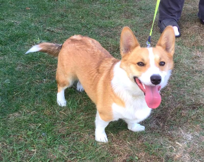 Buddy, an adoptable Corgi in Bancroft, ON, K0L 1C0 | Photo Image 1