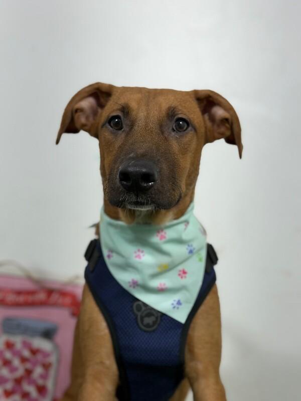 Santa's little helper-One of our Amazing Rescue Dogs, Adoptable, Puppy Female Rhodesian Ridgeback & Black Mouth Cur.