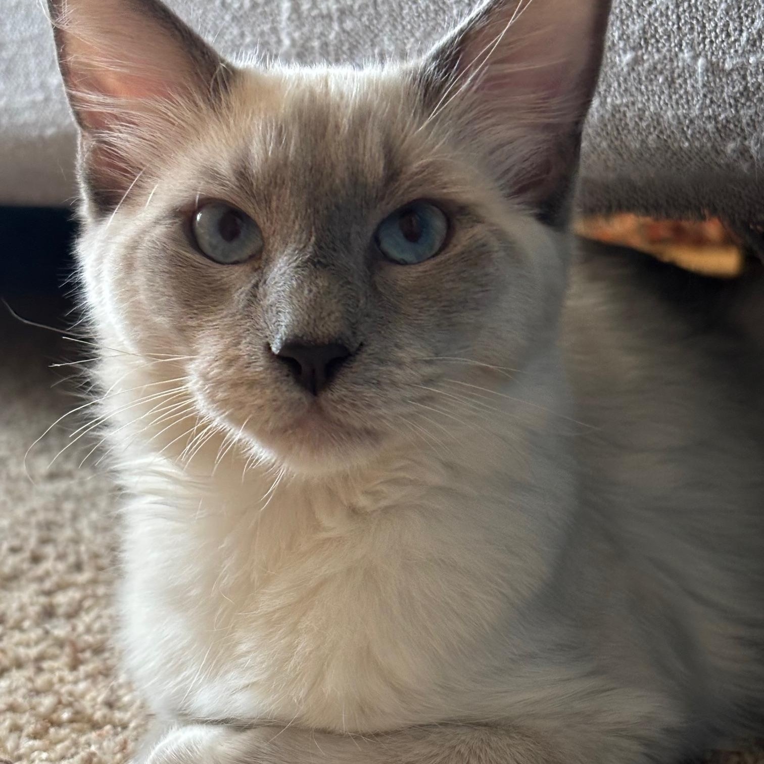 Blue, adoptable, Young Male Domestic Medium Hair.