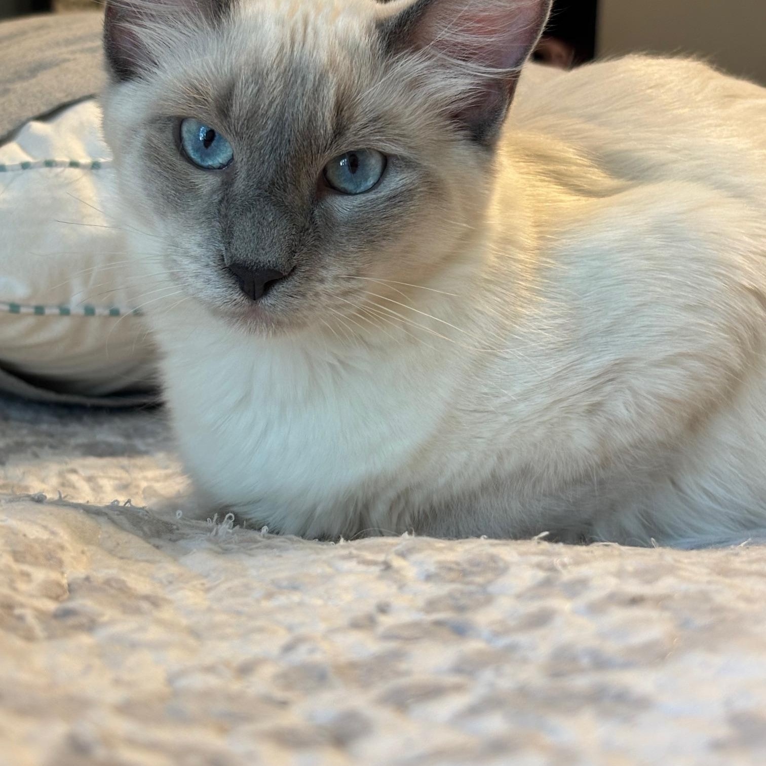 Enlarge Blue, an adoptable Domestic Medium Hair in Midland, TX image 2/2