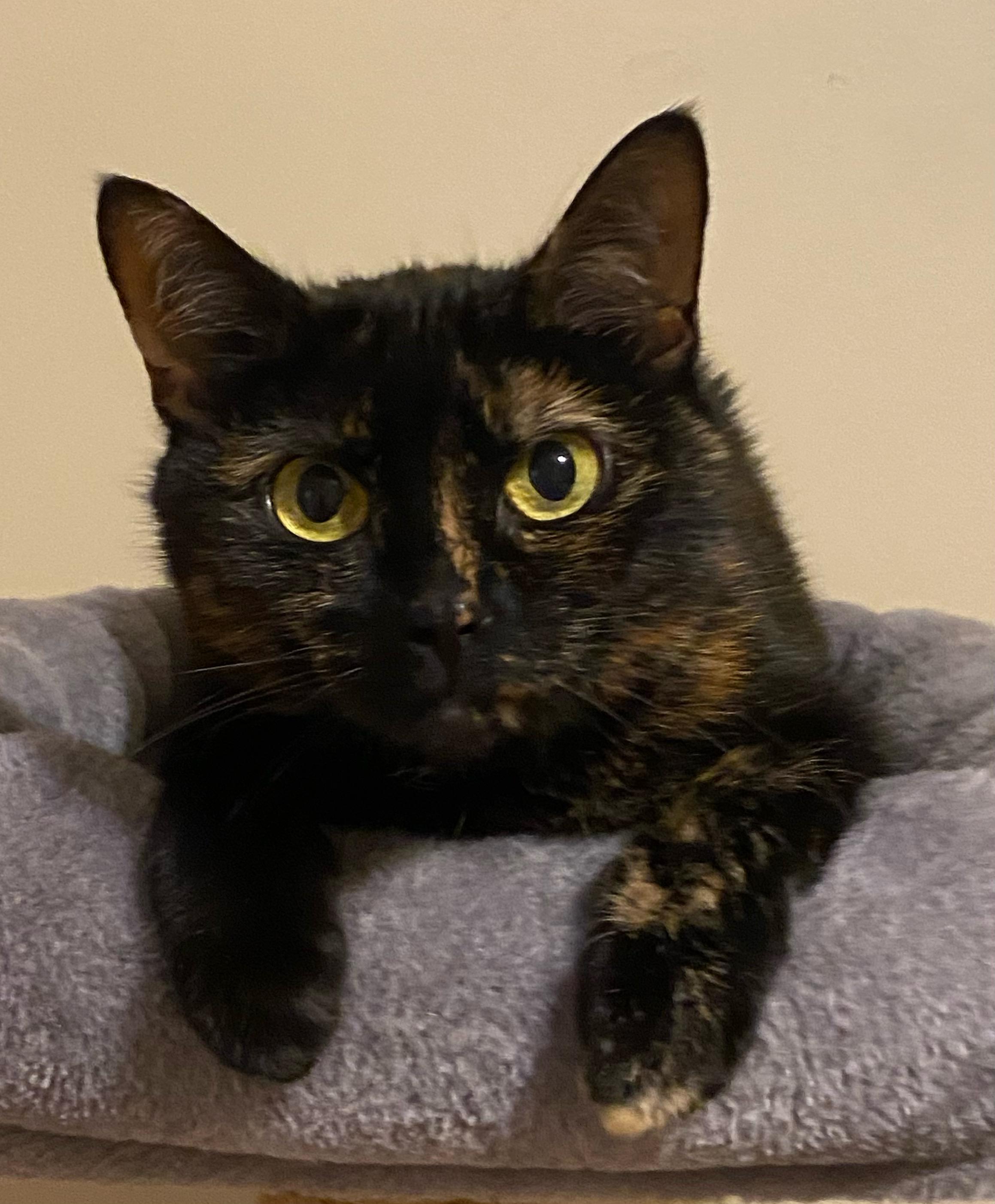 SweetPea, an adoptable Domestic Short Hair in BURNABY, BC, V3J 1N3 | Photo Image 1