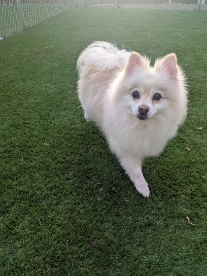 Manley, Adoptable, Senior Male Pomeranian & Mixed Breed.