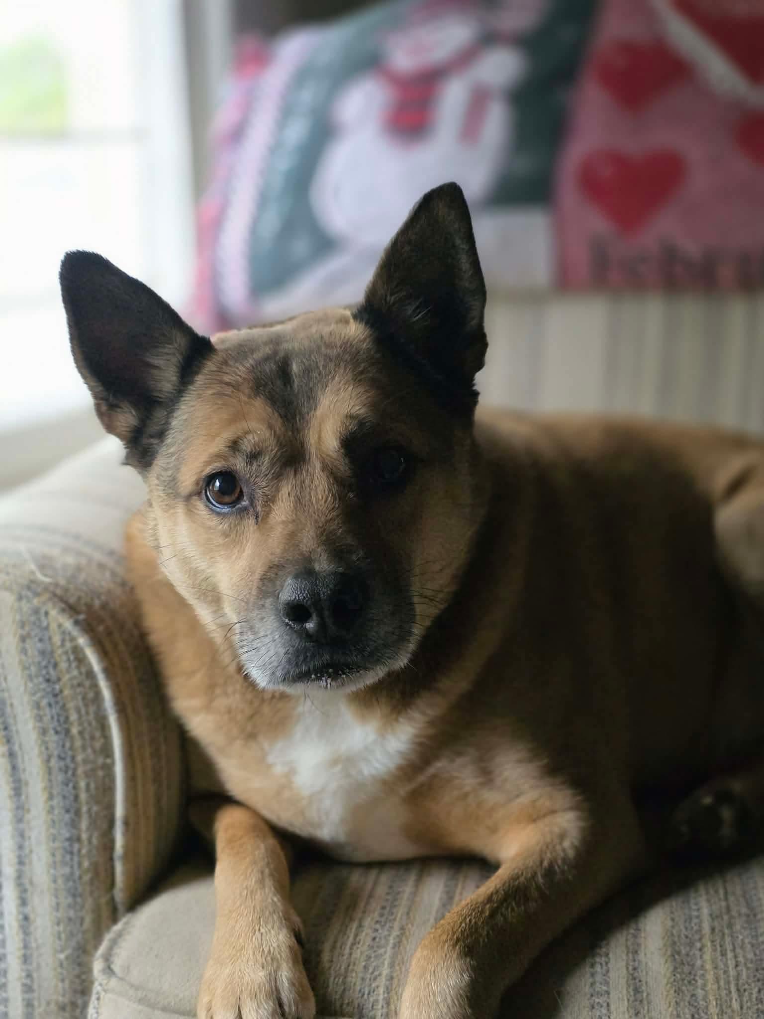 Enlarge Jeb ., a Adoptable mixed breed in Eatontown, NJ image 2/6