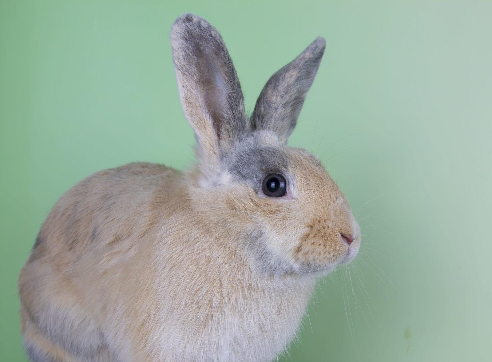 Enlarge Nannette, a Adoptable Harlequin in Great Neck, NY image 1/2