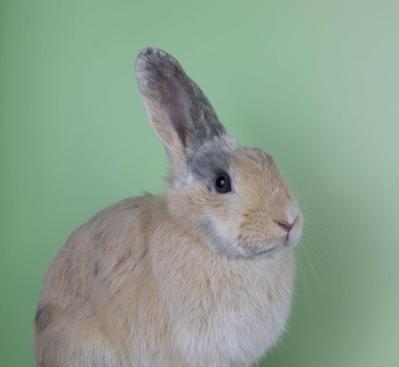 Enlarge Nannette, a Adoptable Harlequin in Great Neck, NY image 2/2