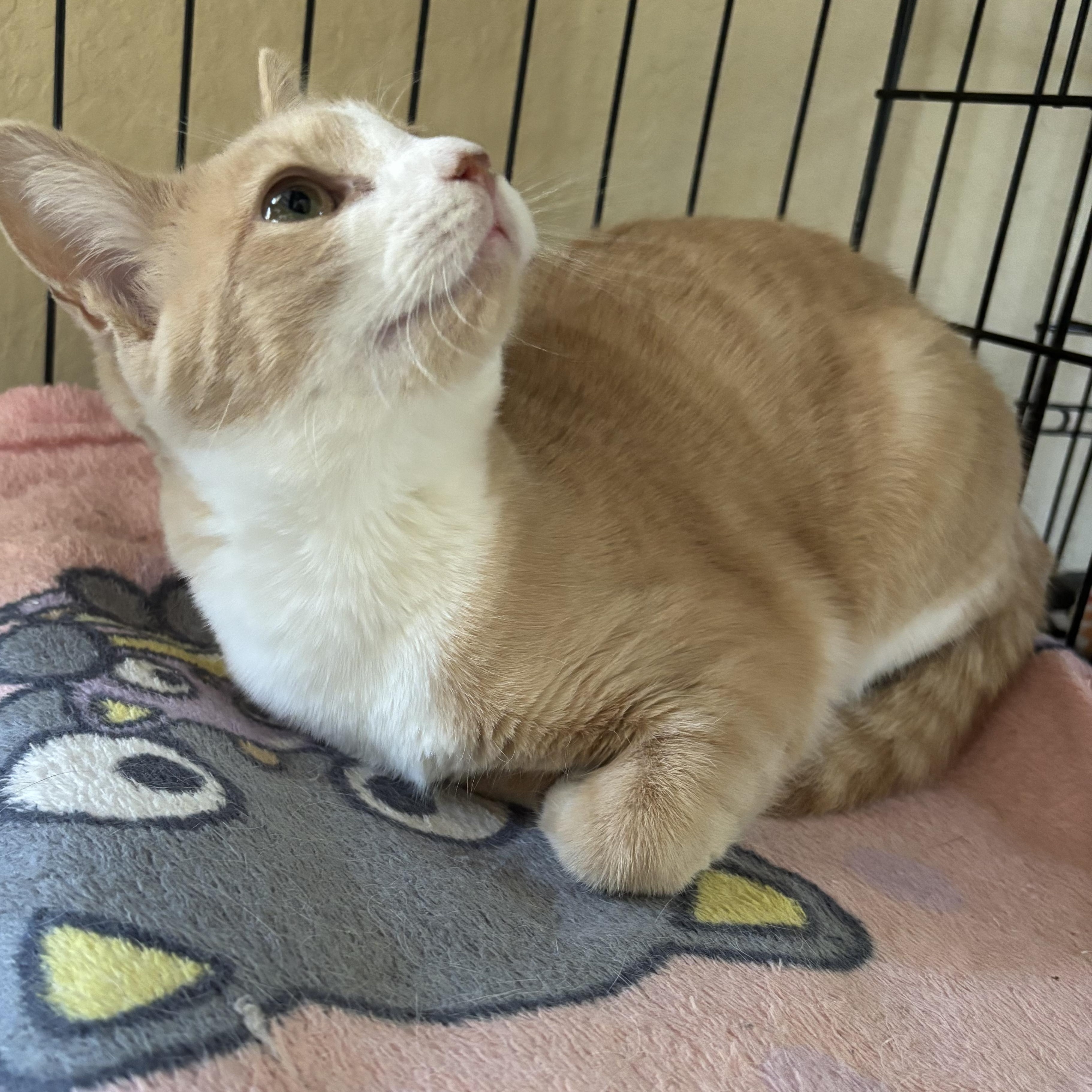 Enlarge Nugget, a Adoptable Domestic Short Hair image 2/3