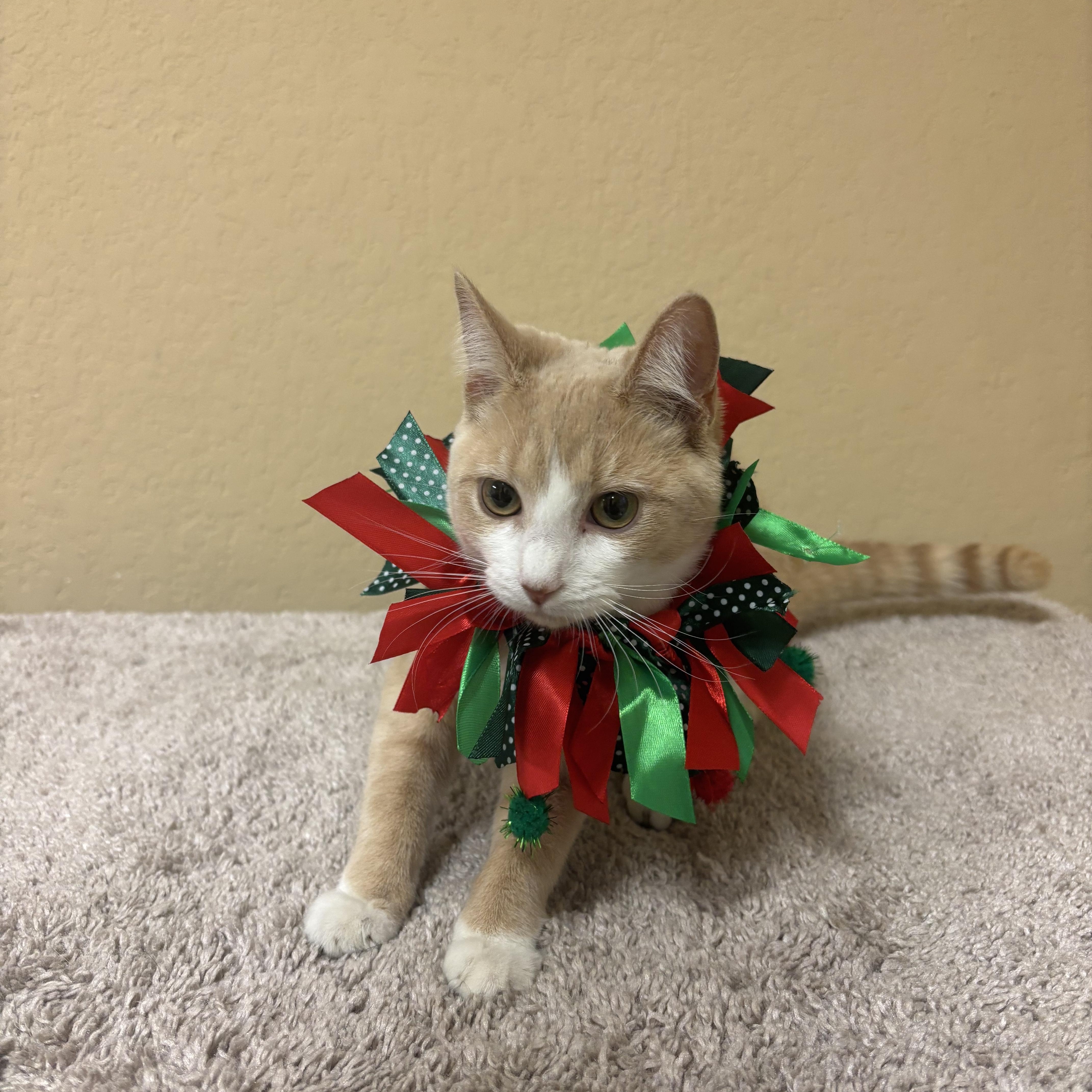 Nugget, Adoptable, Young Female Domestic Short Hair.