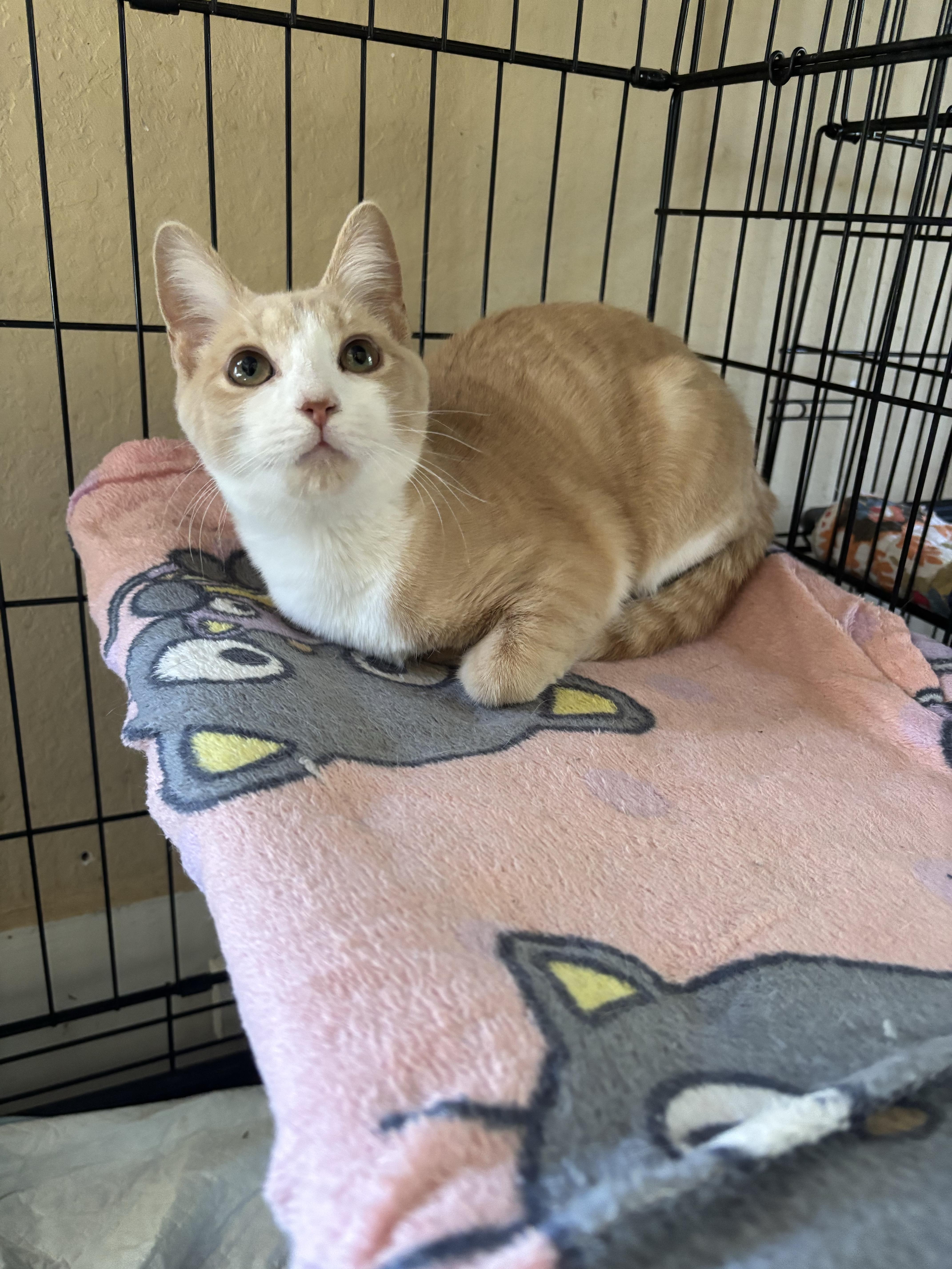 Enlarge Nugget, a Adoptable Domestic Short Hair image 3/3