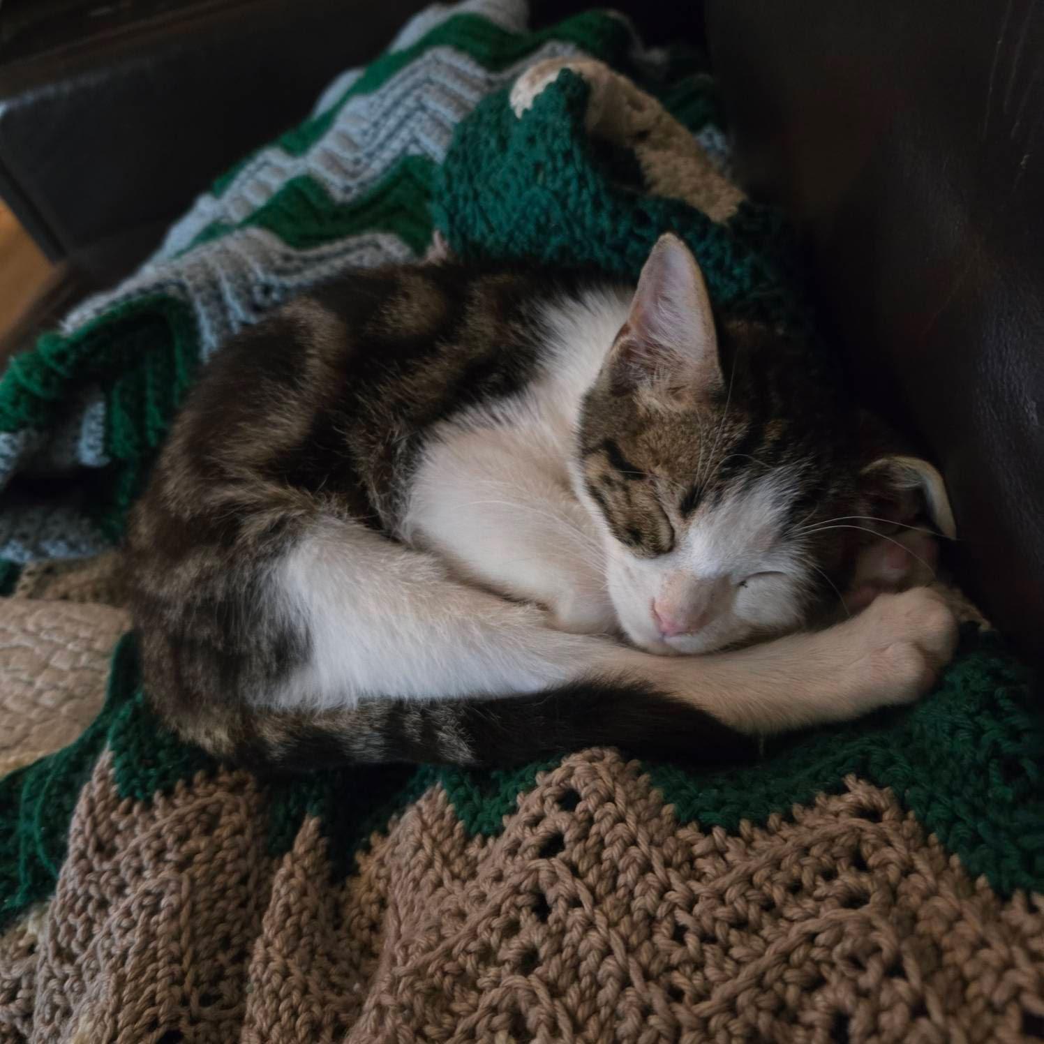 Billy BoB, Adoptable, Young Male Domestic Short Hair & Tabby.