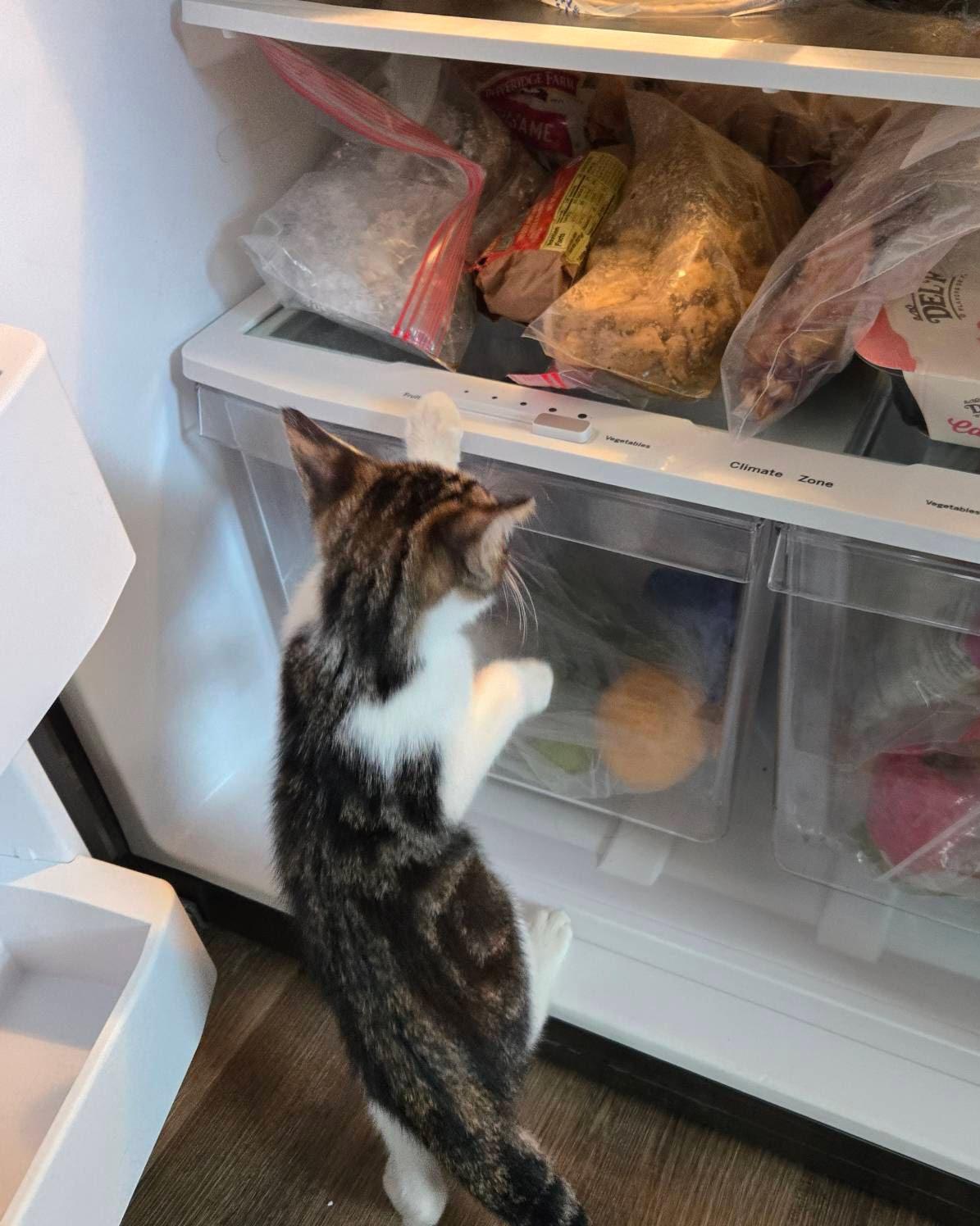 Enlarge Billy BoB, a Adoptable mixed breed in Nashville, TN image 2/6