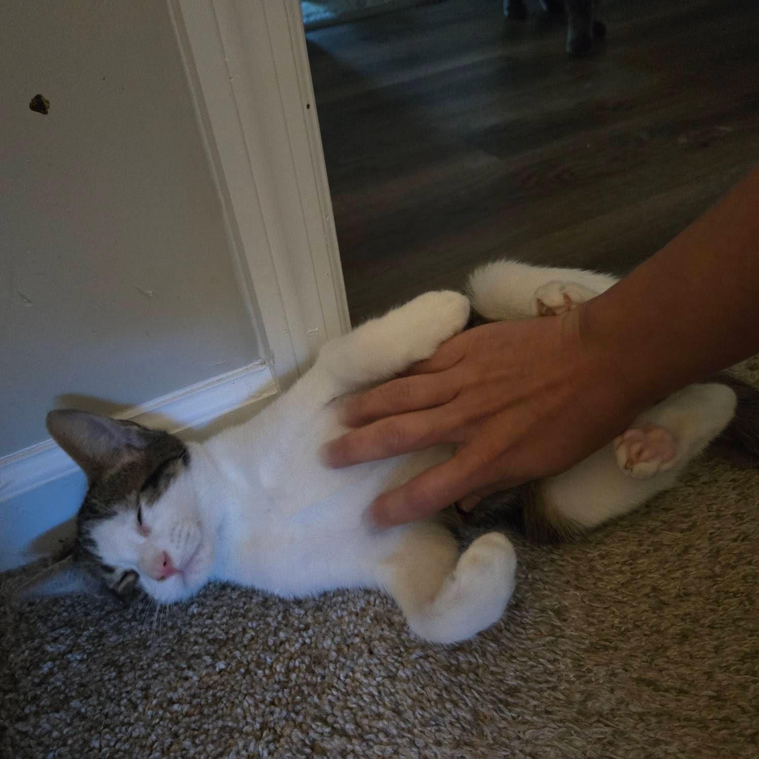 Enlarge Billy BoB, a Adoptable mixed breed in Nashville, TN image 3/6