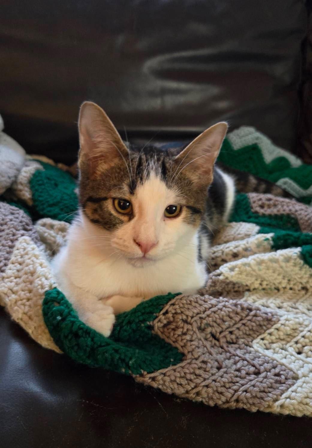 Enlarge Billy BoB, a Adoptable mixed breed in Nashville, TN image 6/6