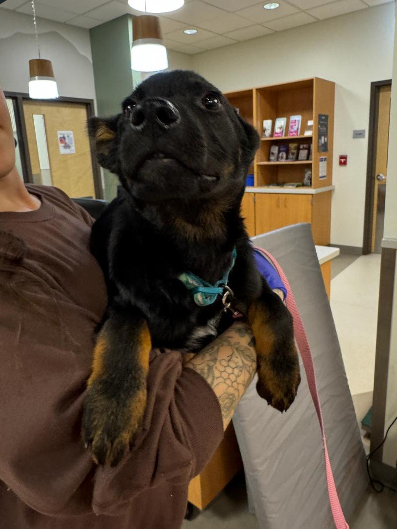 Kuma, an adoptable Mixed Breed in Exshaw, AB, T0L 2C0 | Photo Image 1