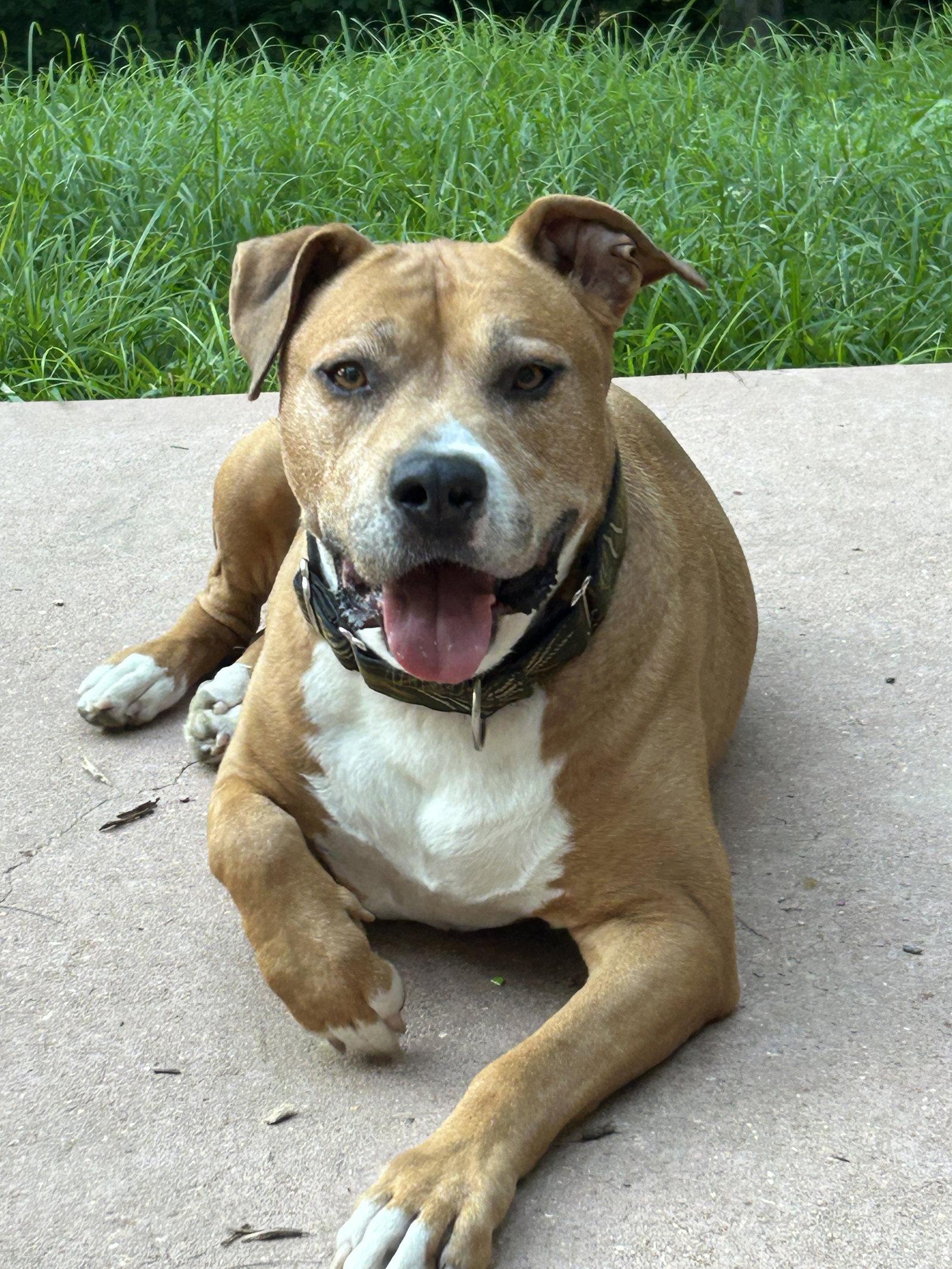 Tank, Adoptable, Adult Male Pit Bull Terrier.