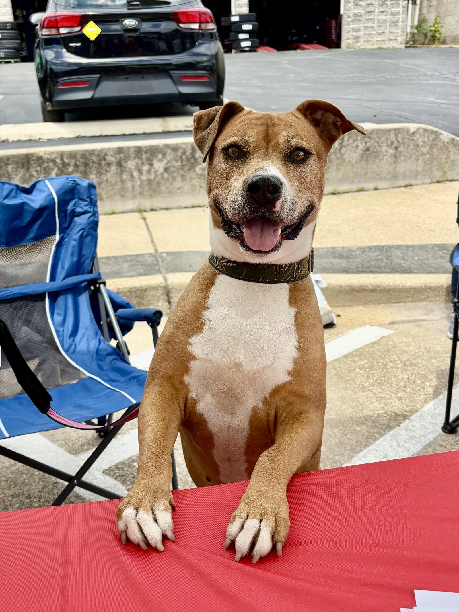 Tank, Adoptable, Adult Male Pit Bull Terrier.