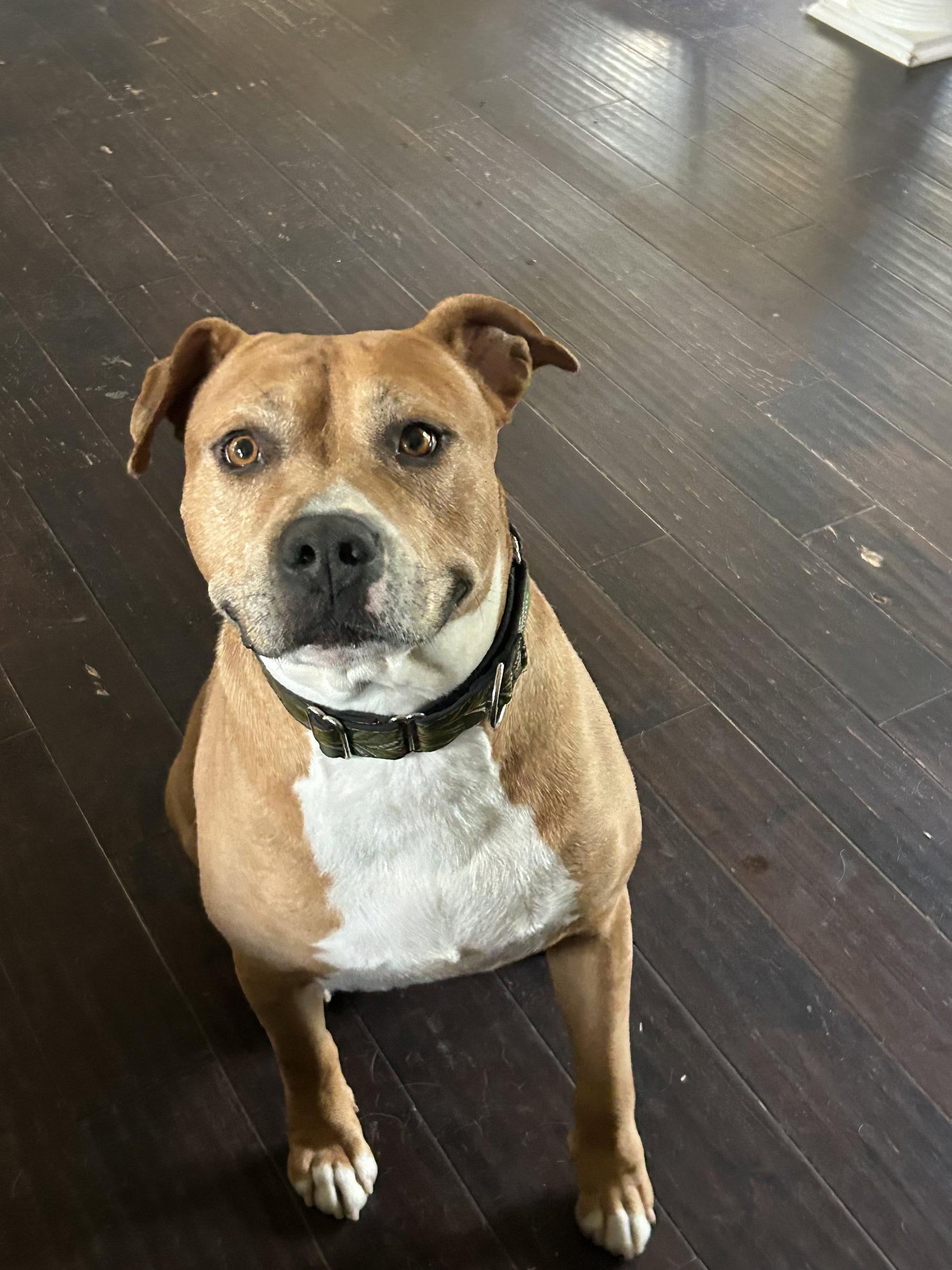 Enlarge Tank, a Adoptable Pit Bull Terrier in Barnhart, MO image 1/2