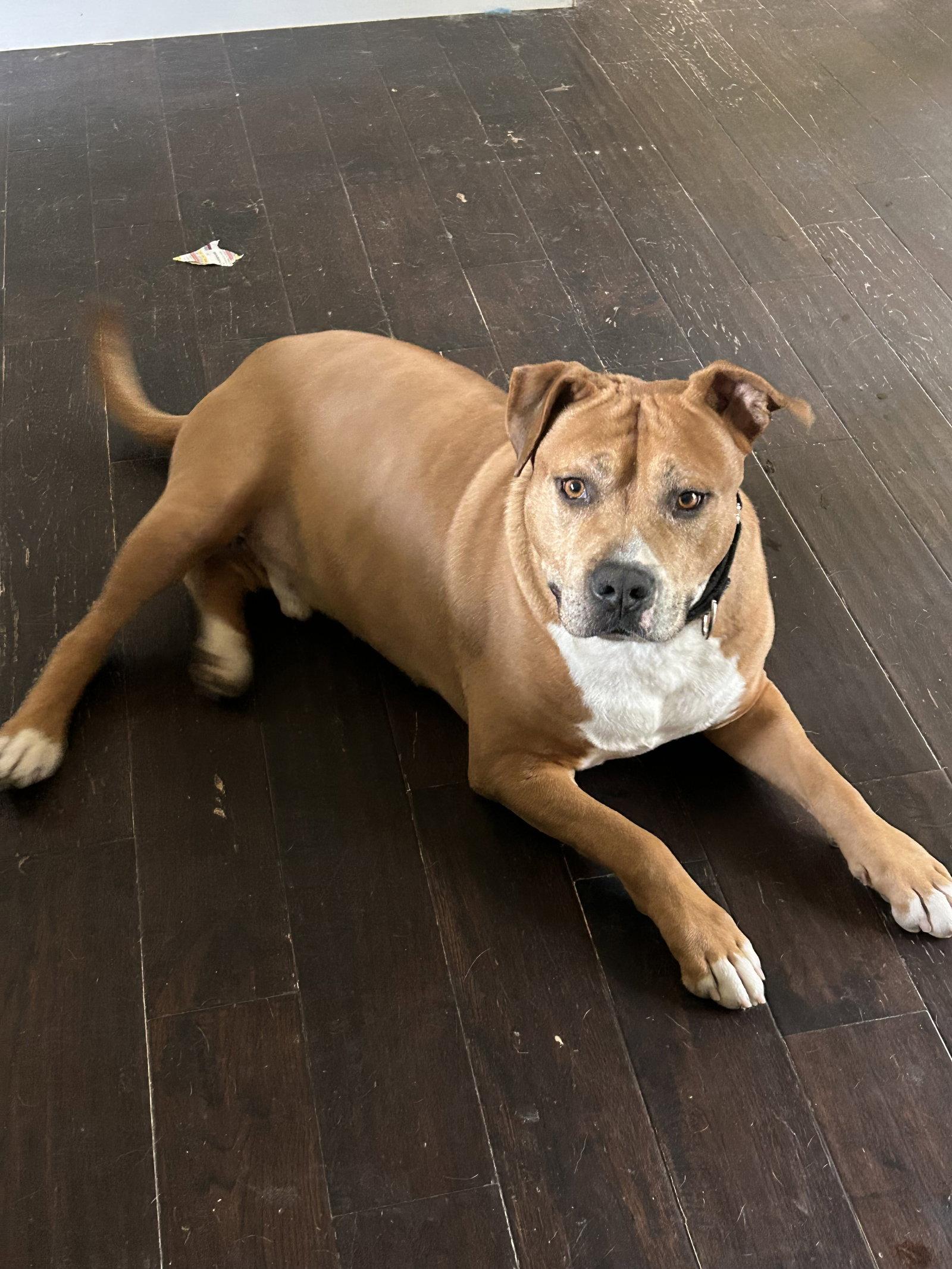 Enlarge Tank, a Adoptable Pit Bull Terrier in Barnhart, MO image 2/2