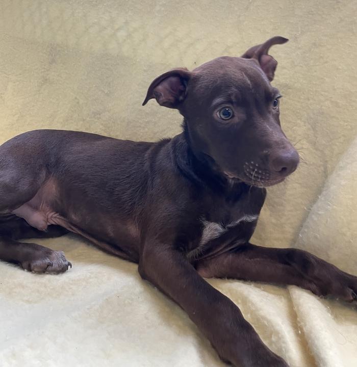 Enlarge Hermes, a ADOPTABLE mixed breed in Jackson, MI image 3/6