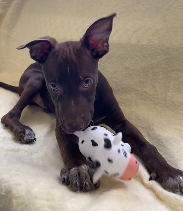 Enlarge Hermes, a ADOPTABLE mixed breed in Jackson, MI image 4/6