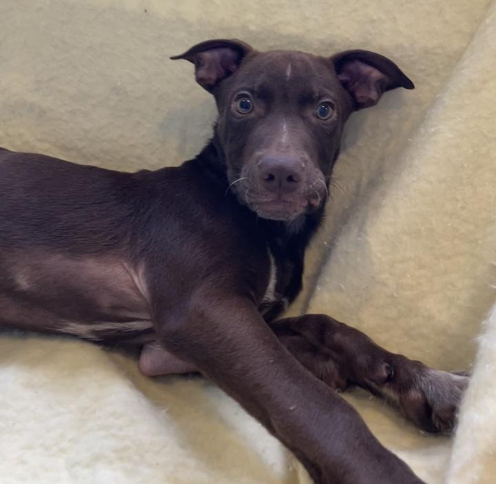 Enlarge Hermes, a ADOPTABLE mixed breed in Jackson, MI image 2/6