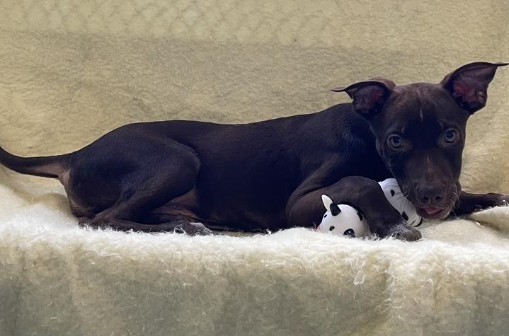 Enlarge Hermes, a ADOPTABLE mixed breed in Jackson, MI image 6/6