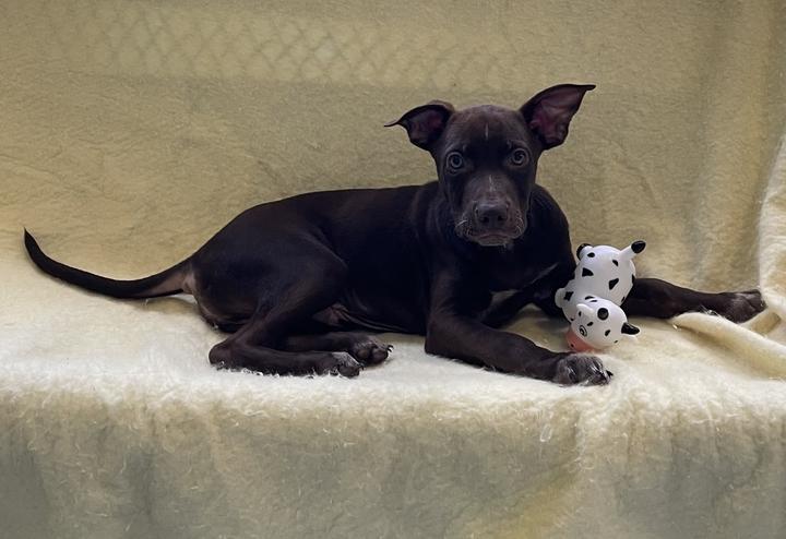 Enlarge Hermes, a ADOPTABLE mixed breed in Jackson, MI image 5/6