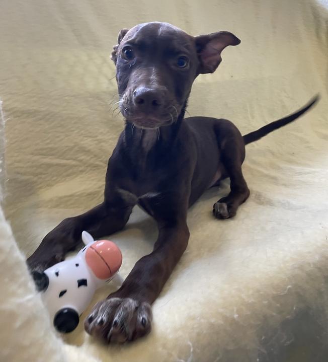 Hermes, ADOPTABLE, Puppy Male Australian Cattle Dog / Blue Heeler & German Shepherd Dog.