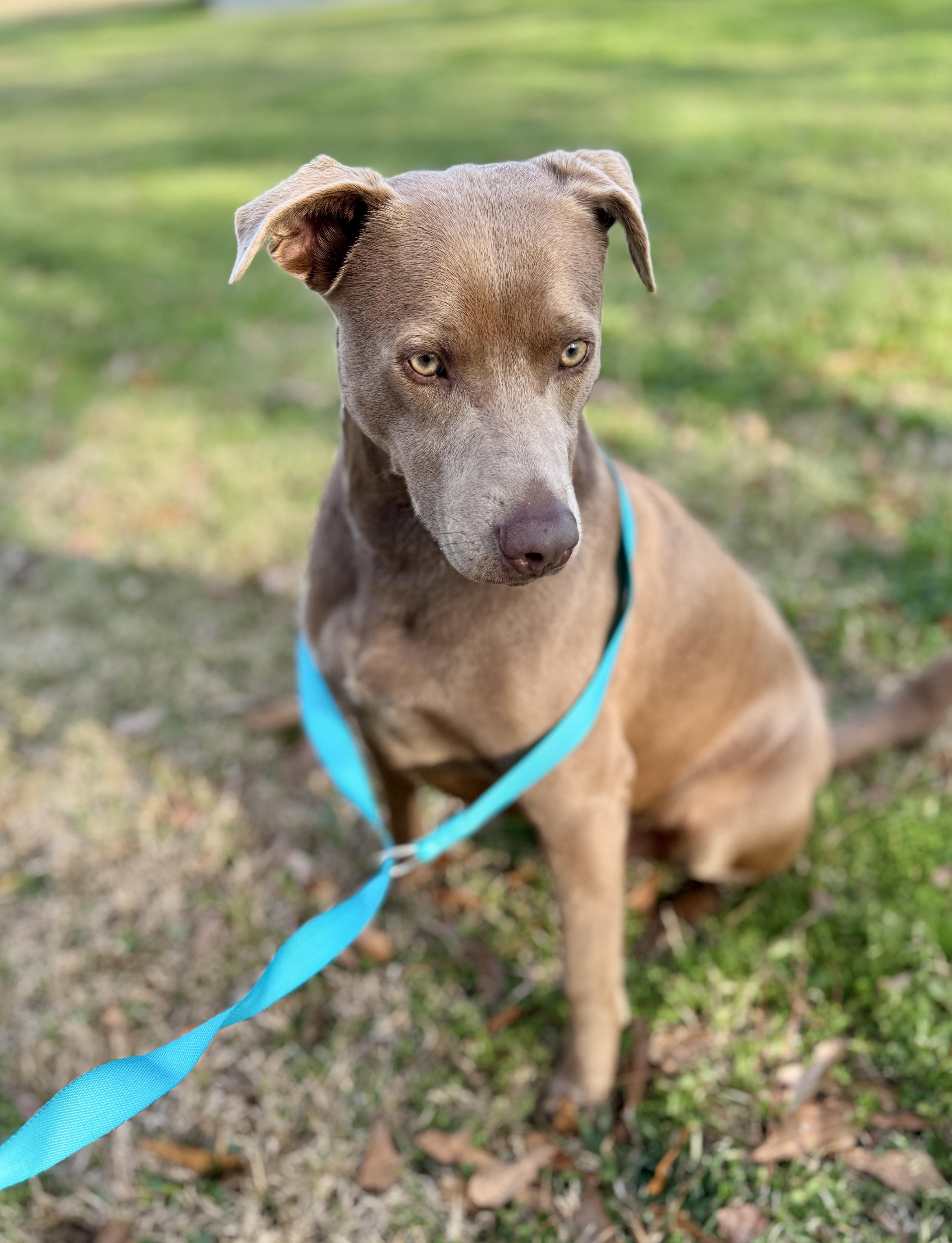 Enlarge Toby, a Adoptable mixed breed in Reading, PA image 3/6